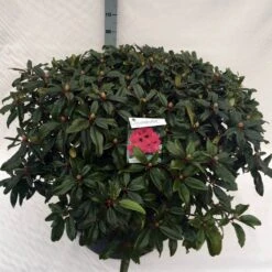 Rhododendron (Rhododendron 'Marie Forte') 23 Rhododendron (Rhododendron 'Marie Forte') -Aanbiedingen Groene Hekken Winkel rho. marie forte c80 1