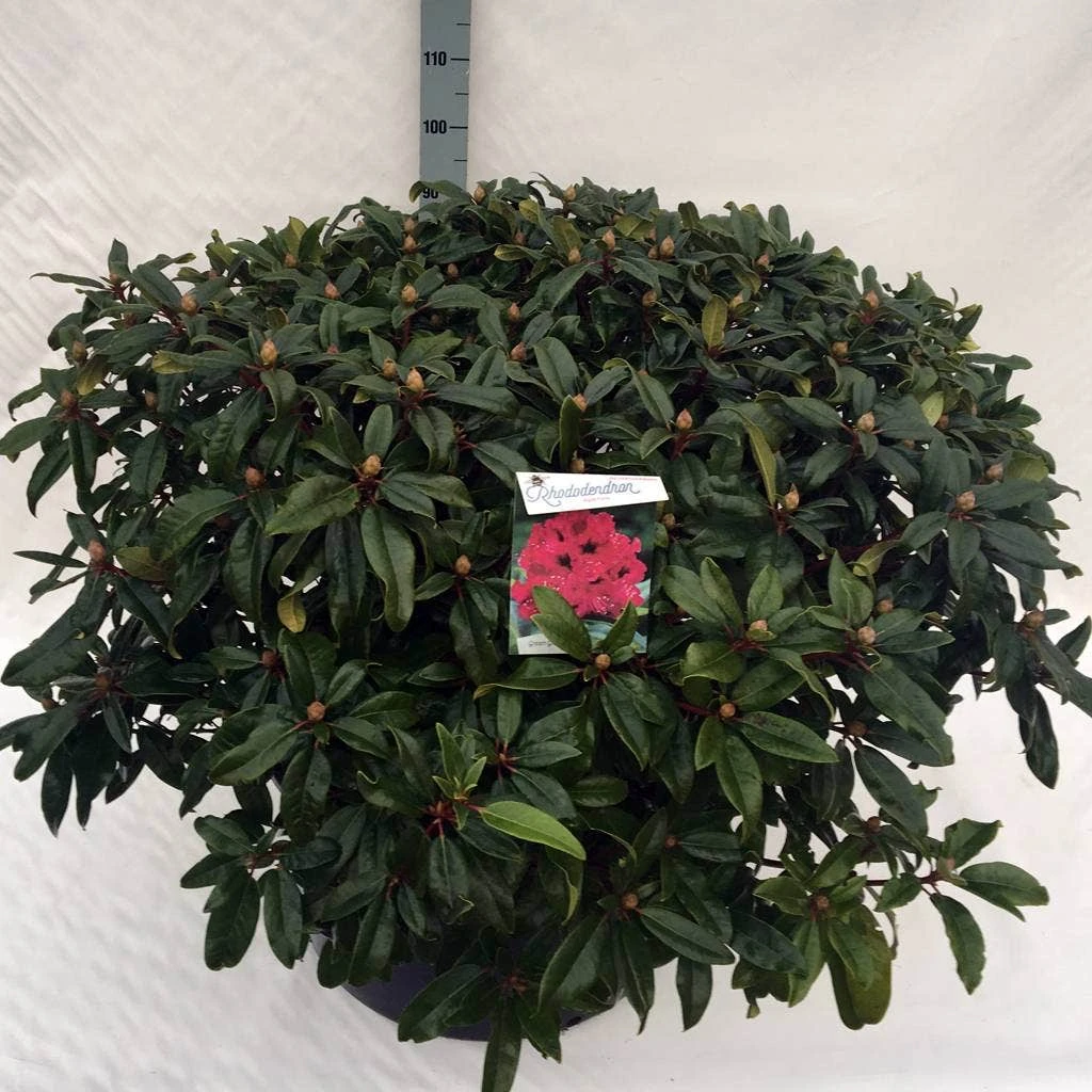 Rhododendron (Rhododendron 'Marie Forte') 12 Rhododendron (Rhododendron 'Marie Forte') - Afbeelding 10