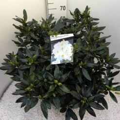 Rhododendron (Rhododendron 'Madame Masson') -Aanbiedingen Groene Hekken Winkel rho. mme masson c20 1
