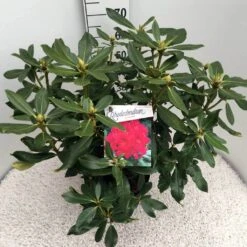 Rhododendron (Rhododendron 'Nova Zembla') -Aanbiedingen Groene Hekken Winkel rho. nova zembla c10 50 cm