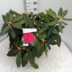 Rhododendron (Rhododendron 'American Beauty') -Aanbiedingen Groene Hekken Winkel rho. p. a. beauty c10 50 cm