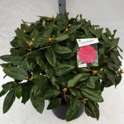Rhododendron (Rhododendron 'American Beauty') -Aanbiedingen Groene Hekken Winkel rho. pierce amercian beauty c40
