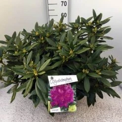Rhododendron (Rhododendron 'Polarnacht') -Aanbiedingen Groene Hekken Winkel rho. polarnacht c20