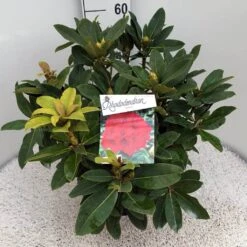 Rhododendron (Rhododendron 'Red Jack') -Aanbiedingen Groene Hekken Winkel rho. red jack c10 50 cm