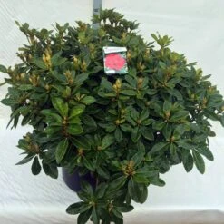 Rhododendron (Rhododendron 'Red Jack') -Aanbiedingen Groene Hekken Winkel rho. red jack c80
