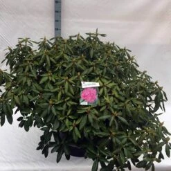 Rhododendron (Rhododendron 'Roseum Elegans') 37 Rhododendron (Rhododendron 'Roseum Elegans') -Aanbiedingen Groene Hekken Winkel rho. roseum elegans c80 1