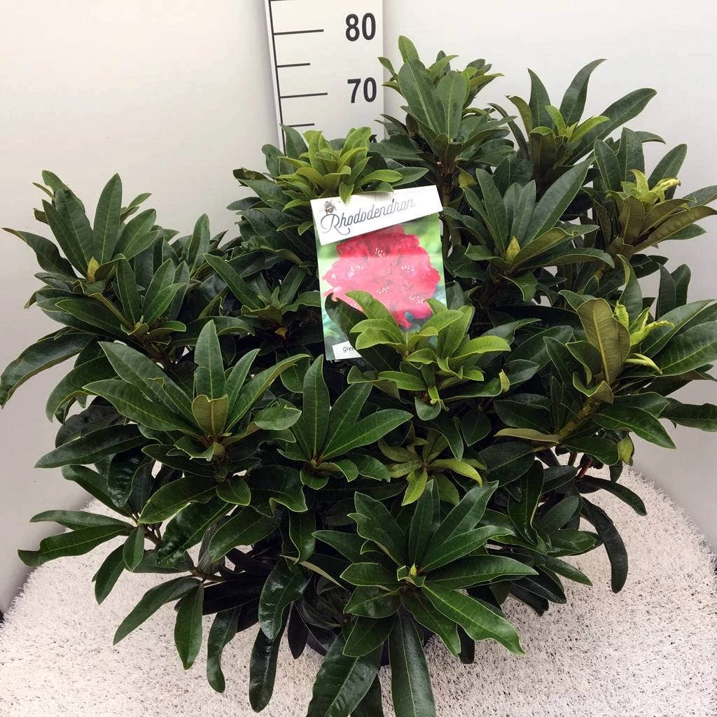 Rhododendron (Rhododendron 'Wilgen's Ruby') 8 Rhododendron (Rhododendron 'Wilgen's Ruby') - Afbeelding 6