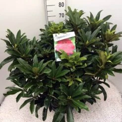 Rhododendron (Rhododendron 'Wilgen's Ruby') 25 Rhododendron (Rhododendron 'Wilgen's Ruby') -Aanbiedingen Groene Hekken Winkel rho. wilgens ruby c20