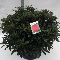 Rhododendron (Rhododendron 'Wilgen's Ruby') -Aanbiedingen Groene Hekken Winkel rho. wilgens ruby c80 2