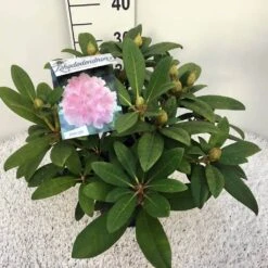 Rhododendron (Rhododendron 'Doc') -Aanbiedingen Groene Hekken Winkel rho. y doc c5 1