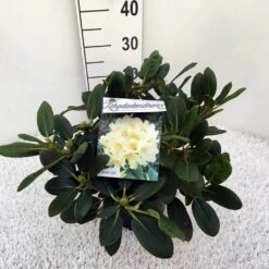 Rhododendron (Rhododendron 'Flava') 9 Rhododendron (Rhododendron 'Flava') -Aanbiedingen Groene Hekken Winkel rho. y flava c5