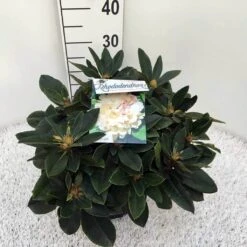 Dwergrhododendron (Rhododendron 'Golden Torch') 23 Dwergrhododendron (Rhododendron 'Golden Torch') -Aanbiedingen Groene Hekken Winkel rho. y golden torch c5 1