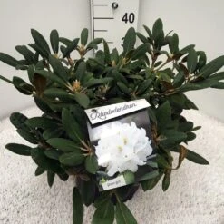 Dwergrhododendron (Rhododendron 'Porzellan') -Aanbiedingen Groene Hekken Winkel rho. y porzelan c10