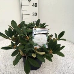Dwergrhododendron (Rhododendron 'Porzellan') -Aanbiedingen Groene Hekken Winkel rho. y porzelan c5 1