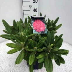 Dwergrhododendron (Rhododendron 'Sweet Sue') -Aanbiedingen Groene Hekken Winkel rho. y sweet sue c5