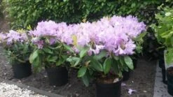 Rhododendron (Rhododendron Catawbiense 'Boursault') -Aanbiedingen Groene Hekken Winkel rhodo boursault 2