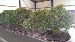 Rhododendron (Rhododendron 'Cunningham White') -Aanbiedingen Groene Hekken Winkel rhodo cun white