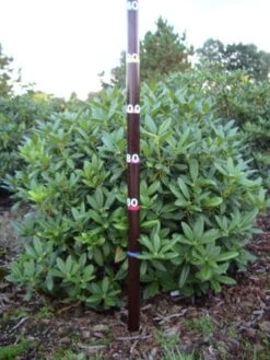 Rhododendron (Rhododendron 'Cunningham White') -Aanbiedingen Groene Hekken Winkel rhodod cun white 1