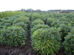 Rhododendron (Rhododendron 'Cunningham White') -Aanbiedingen Groene Hekken Winkel rhodod cun white 2