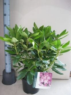 Rhododendron (Rhododendron Catawbiense 'Boursault') -Aanbiedingen Groene Hekken Winkel rhododendron boursault c5 aug