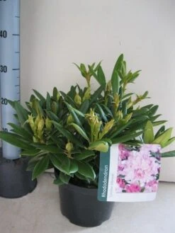 Dwergrhododendron (Rhododendron 'Caroline Allbrook') -Aanbiedingen Groene Hekken Winkel rhododendron caroline allbrook c5 aug 1
