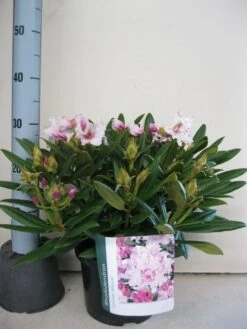 Dwergrhododendron (Rhododendron 'Caroline Allbrook') 13 Dwergrhododendron (Rhododendron 'Caroline Allbrook') -Aanbiedingen Groene Hekken Winkel rhododendron caroline allbrook c5 sept