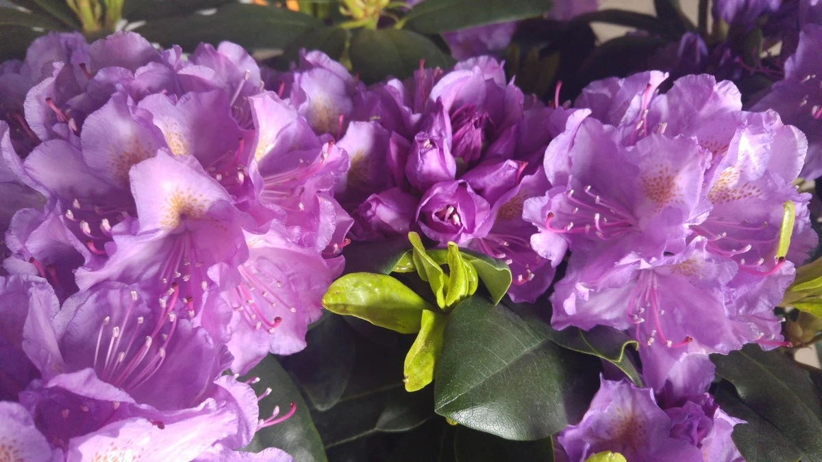 Rhododendron (Rhododendron Catawbiense 'Grandiflorum') 3 Rhododendron (Rhododendron Catawbiense 'Grandiflorum')