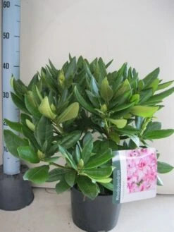Rhododendron (Rhododendron 'Cosmopolitan') -Aanbiedingen Groene Hekken Winkel rhododendron cosmopolotan c5 aug