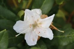Rhododendron (Rhododendron 'Cunningham White') -Aanbiedingen Groene Hekken Winkel rhododendron cunningham white 2