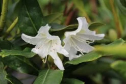 Rhododendron (Rhododendron 'Cunningham White') -Aanbiedingen Groene Hekken Winkel rhododendron cunningham white 5