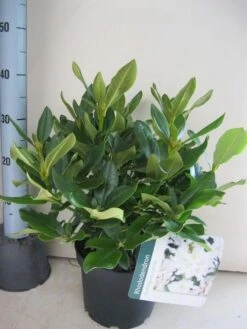 Rhododendron (Rhododendron 'Cunningham White') -Aanbiedingen Groene Hekken Winkel rhododendron cunninghams white c5 aug