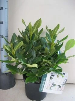 Rhododendron (Rhododendron 'Cunningham White') -Aanbiedingen Groene Hekken Winkel rhododendron cunninghams white c5 aug 1