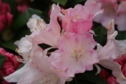 Dwergrhododendron (Rhododendron 'Dreamland') -Aanbiedingen Groene Hekken Winkel rhododendron dreamland 3