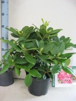 Rhododendron (Rhododendron 'Germania') 23 Rhododendron (Rhododendron 'Germania') -Aanbiedingen Groene Hekken Winkel rhododendron germania c5 aug