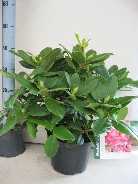 Rhododendron (Rhododendron 'Germania') 4 Rhododendron (Rhododendron 'Germania') - Afbeelding 2