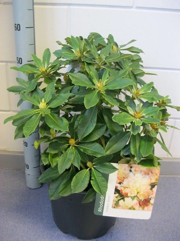 Dwergrhododendron (Rhododendron 'Golden Torch') 4 Dwergrhododendron (Rhododendron 'Golden Torch') - Afbeelding 2