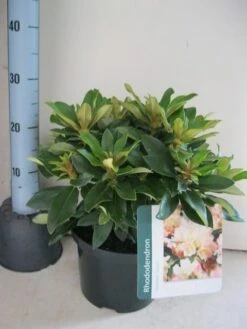 Dwergrhododendron (Rhododendron 'Golden Torch') -Aanbiedingen Groene Hekken Winkel rhododendron golden torch c5 aug