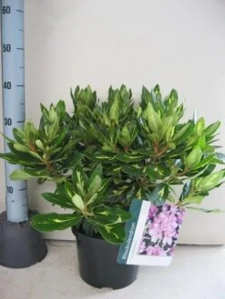 Rhododendron (Rhododendron 'Goldflimmer') 18 Rhododendron (Rhododendron 'Goldflimmer') -Aanbiedingen Groene Hekken Winkel rhododendron goldflimmer c5 aug