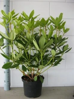 Rhododendron (Rhododendron Catawbiense 'Grandiflorum') 21 Rhododendron (Rhododendron Catawbiense 'Grandiflorum') -Aanbiedingen Groene Hekken Winkel rhododendron grandiflorum 50 60 1 1