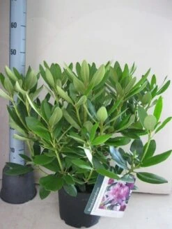 Rhododendron (Rhododendron Catawbiense 'Grandiflorum') -Aanbiedingen Groene Hekken Winkel rhododendron grandiflorum c5 aug