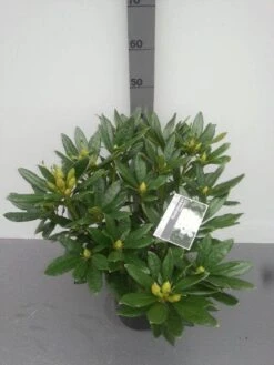 Rhododendron (Rhododendron 'Madame Masson') -Aanbiedingen Groene Hekken Winkel rhododendron madame masson 1