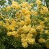 Azalea (Rhododendron 'Mollis' Geel) -Aanbiedingen Groene Hekken Winkel rhododendron mollis geel