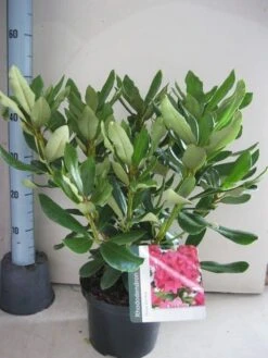 Rhododendron (Rhododendron 'Nova Zembla') -Aanbiedingen Groene Hekken Winkel rhododendron nova zembla c5 aug
