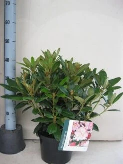 Rhododendron (Rhododendron 'Percy Wiseman') -Aanbiedingen Groene Hekken Winkel rhododendron percy wiceman c5 aug