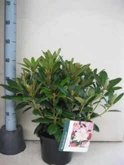 Rhododendron (Rhododendron 'Percy Wiseman') -Aanbiedingen Groene Hekken Winkel rhododendron percy wiceman c5 aug 1 1