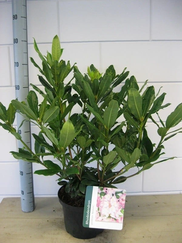 Bosrhododendron (Rhododendron Ponticum 'Roseum') 5 Bosrhododendron (Rhododendron Ponticum 'Roseum') - Afbeelding 3