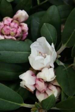 Dwergrhododendron (Rhododendron 'Porzellan') -Aanbiedingen Groene Hekken Winkel rhododendron porzellan 2 1