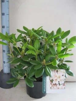 Rhododendron (Rhododendron 'Virginia Richards') 14 Rhododendron (Rhododendron 'Virginia Richards') -Aanbiedingen Groene Hekken Winkel rhododendron virginia richards c5 aug