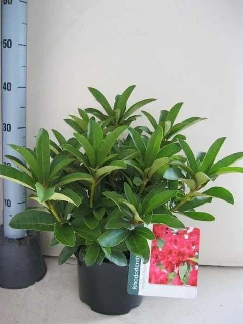 Rhododendron (Rhododendron 'Wilgen's Ruby') 20 Rhododendron (Rhododendron 'Wilgen's Ruby') - Afbeelding 18