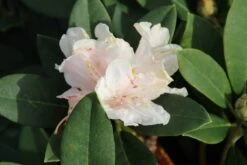 Dwergrhododendron (Rhododendron 'Golden Torch') 17 Dwergrhododendron (Rhododendron 'Golden Torch') -Aanbiedingen Groene Hekken Winkel rhododendron y. golden torch 3 1